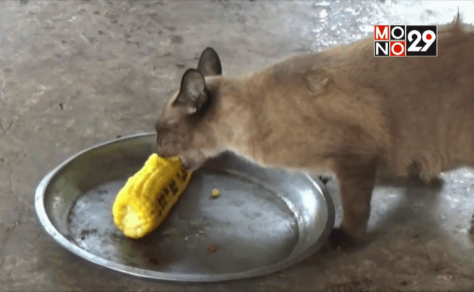 เจ้าเหมียวพันธุ์ไทย ชอบกินข้าวโพดต้ม