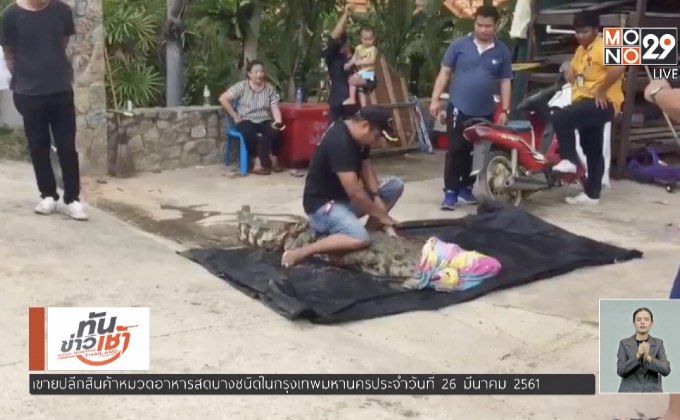 ชาวบ้านผวาจระเข้วัดหลุด จ.ชลบุรี