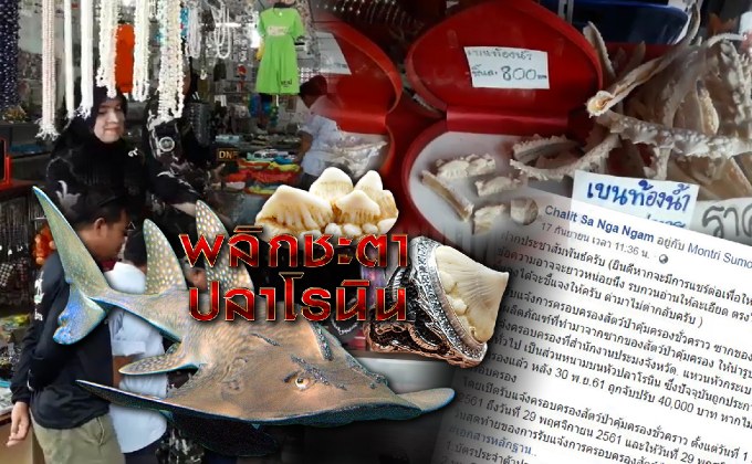 พลิกชะตาปลาโรนิน 20-09-61