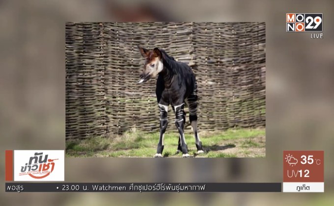 “เมแกน” ลูกโอคาพีปรากฏตัวรับฤดูใบไม้ผลิ