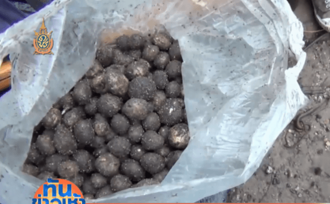 นิยมส่งเห็ดเผาะทางไปรษณีย์และสายการบิน 