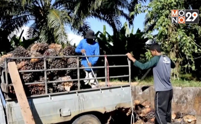 ชาวสวนปาล์มรับเงินโครงการประกันรายได้งวดแรก