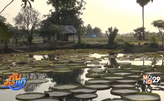 นักท่องเที่ยวยังแห่ชมบัวกระด้งสุดฮิต