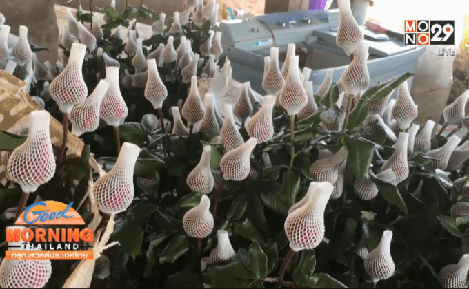 ชาวบวกเต๋ยเร่งตัดดอกกุหลาบส่งขายวาเลนไทน์ 