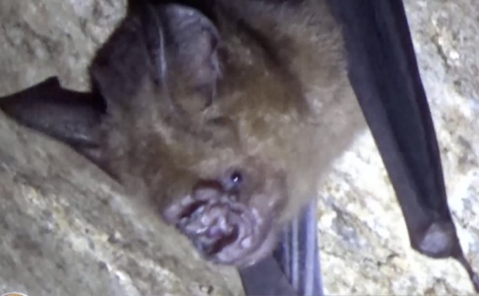 ฮือฮา พบแหล่งอาศัยค้างคาวหน้ายักษ์ กว่า 400 ตัว