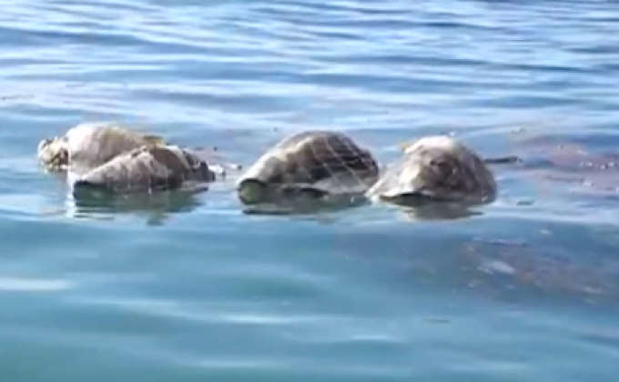 ​พบเต่าหญ้าราว 300 ตัวตายหลังติดแหจับปลาในเม็กซิโก