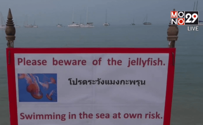 ติดป้ายเตือนแมงกะพรุนกล่อง