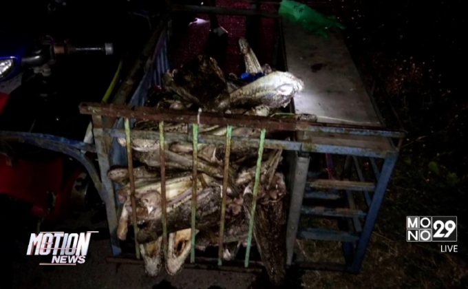 ตร.พบจระเข้ 65 หัวบรรทุกรถอยู่ใน จยย.พ่วง
