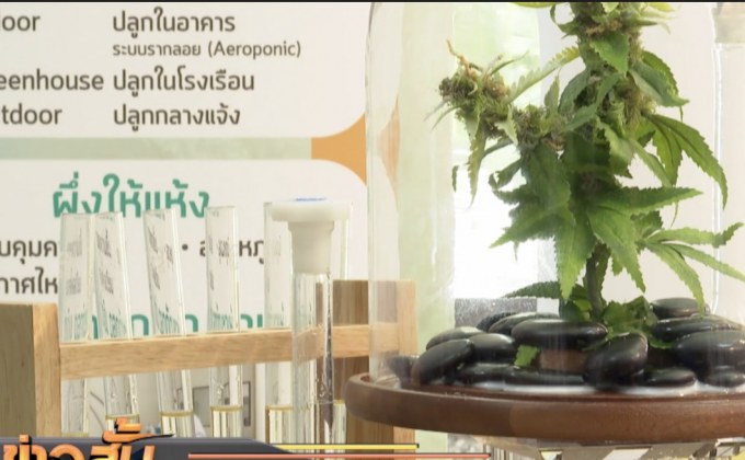 ปลดล็อคสารสกัดใน “กัญชา-กัญชง” ใช้ในเชิงอุตสาหกรรม