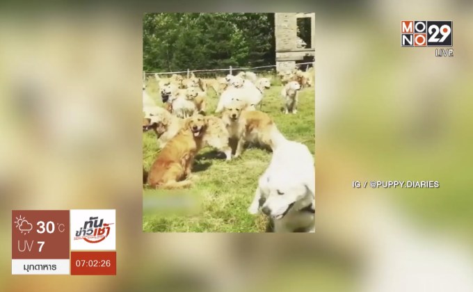 ครบรอบ 150 ปี กำเนิดสุนัขพันธุ์ “โกลเดน รีทรีฟเวอร์”