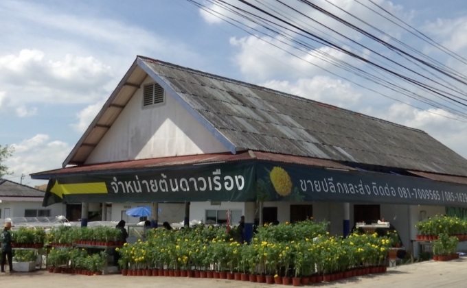 ออกประกาศห้ามขายดาวเรืองแพงเกินจริง