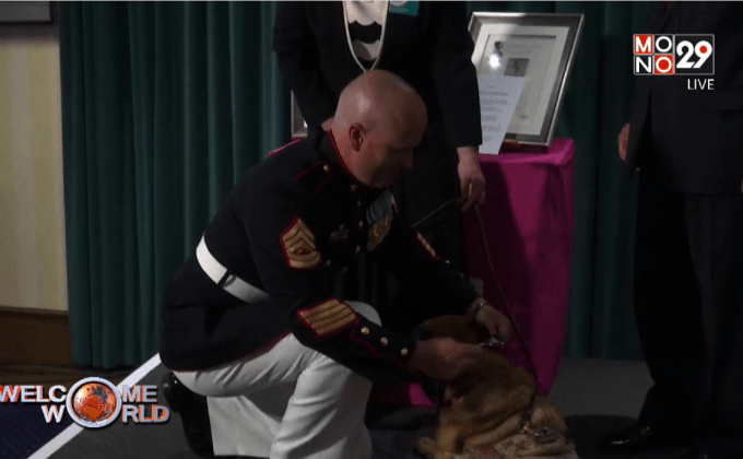 ติดเหรียญกล้าหาญให้สุนัขดมกลิ่นหาระเบิด