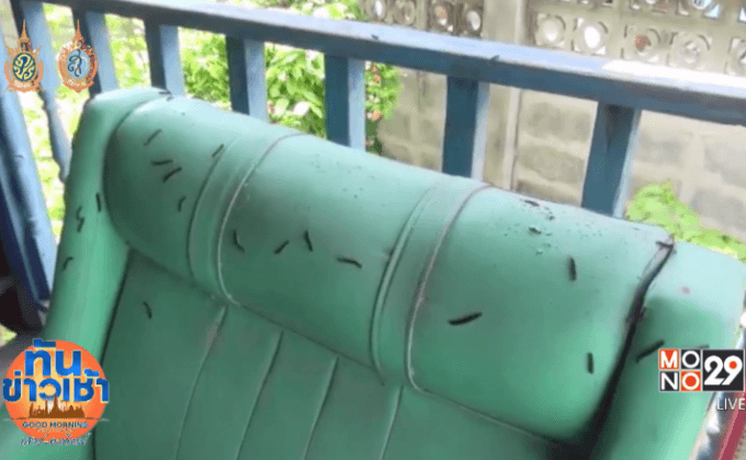 ชาวบ้านร้อง หนอนสีดำนับแสนตัวบุกบ้านเรือน