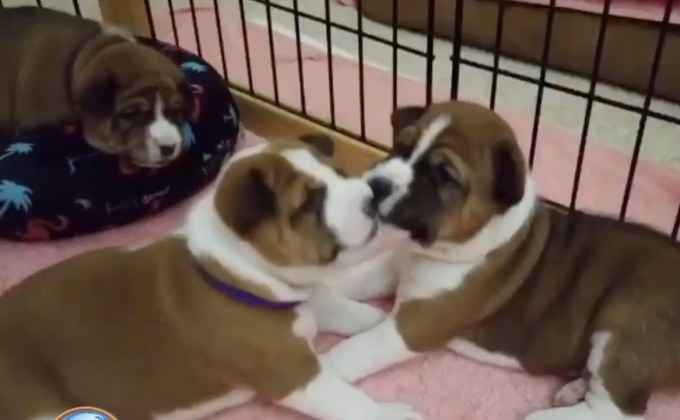 ชมภาพน่ารัก! หลานคุณทองแดง ลำดับที่ 3