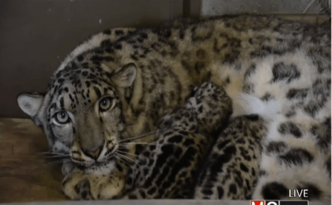 ลูกเสือดาวหิมะในสวนสัตว์สหรัฐฯ