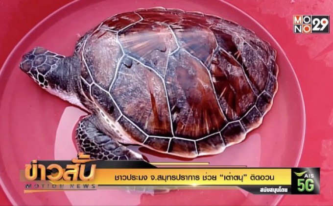 ชาวประมง จ.สมุทรปราการ ช่วย “เต่าตนุ” ติดอวน