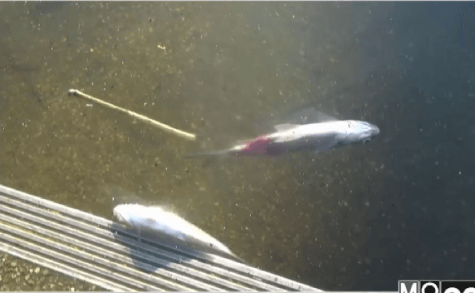 ปลากว๊านพะเยาตายจำนวนมาก