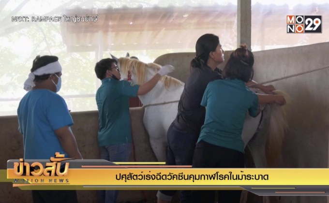 ปศุสัตว์เร่งฉีดวัคซีนคุมกาฬโรคในม้าระบาด