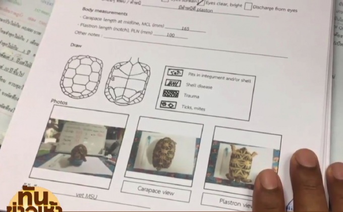 เร่งติดตามคนร้ายขโมยเต่าหายาก ของกลางกว่า 60 ตัว
