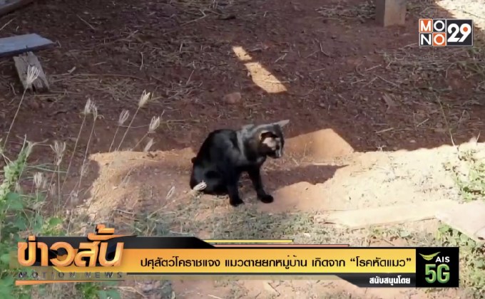 ปศุสัตว์โคราชแจง แมวตายยกหมู่บ้าน เกิดจาก “โรคหัดแมว”