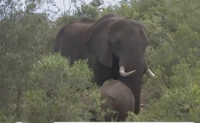 จิน กลิ่น “มูลช้าง” จากแอฟริกาใต้