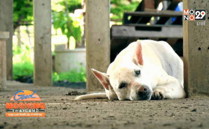 ชะตากรรมของสุนัข กิน ฆ่า ค้าข้ามชาติ ตอน 5