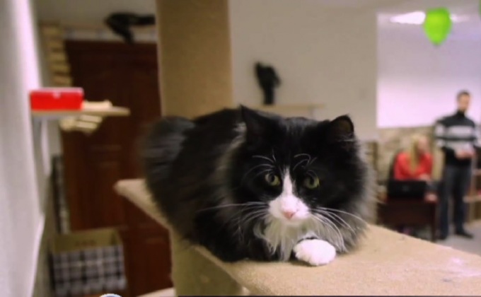 คาเฟ่แมวในรัสเซีย