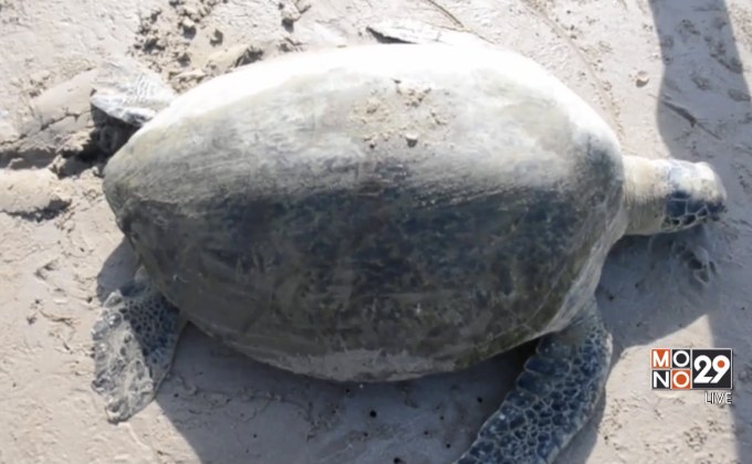 เต่าตนุเกยตื้นตายไร้บาดแผล คาดอาจกินพลาสติกจนตาย