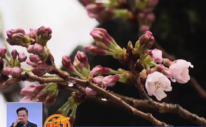 ญี่ปุ่นประกาศฤดูกาลซากุระบาน