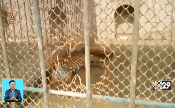 เสือทำร้ายนักท่องเที่ยวดับในจีน