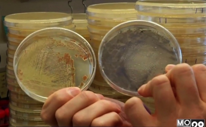 ศึกษาแบคทีเรียที่อาจนำไปสู่การผลิตยารักษาโรคชนิดใหม่