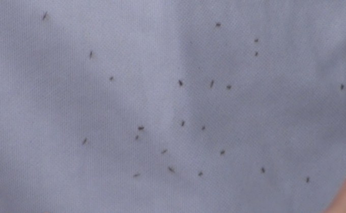 ทัพแมลงบุกหมู่บ้าน อ.สทิงพระ จ.สงขลา