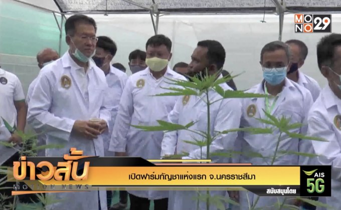 เปิดฟาร์มกัญชาแห่งแรก จ.นครราชสีมา