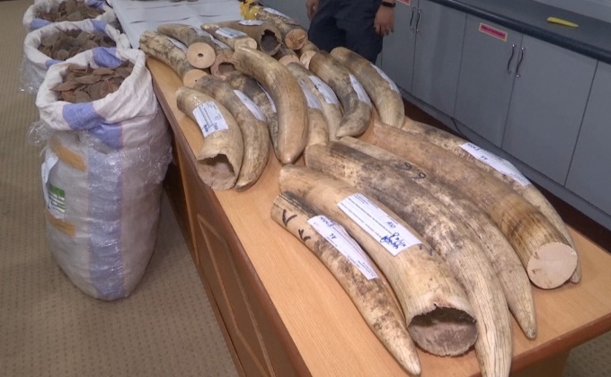 มาเลเซียยึดงาช้าง-เกล็ดตัวนิ่มมูลค่า 33 ล้านบาท