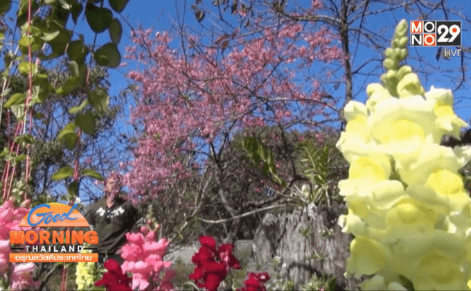 นักท่องเที่ยวแห่ชมดอกไม้เมืองหนาว