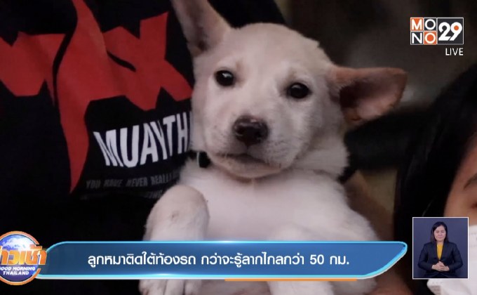 ลูกหมาติดใต้ท้องรถ กว่าจะรู้ลากไกลกว่า 50 กม.