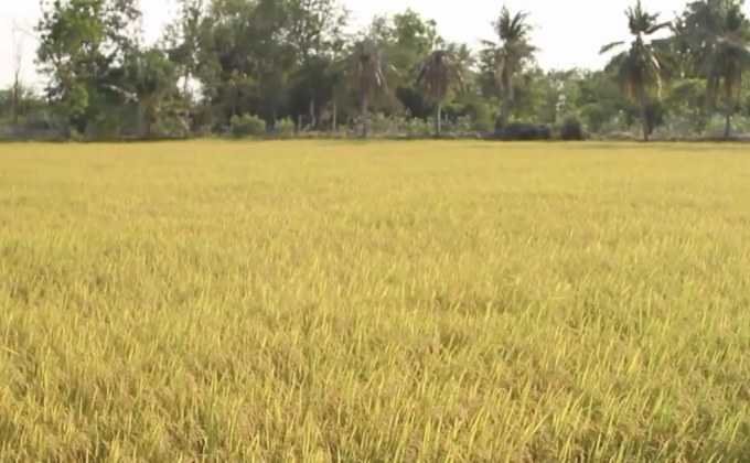 ข้าวไทยเผชิญสารพัดความท้าทาย