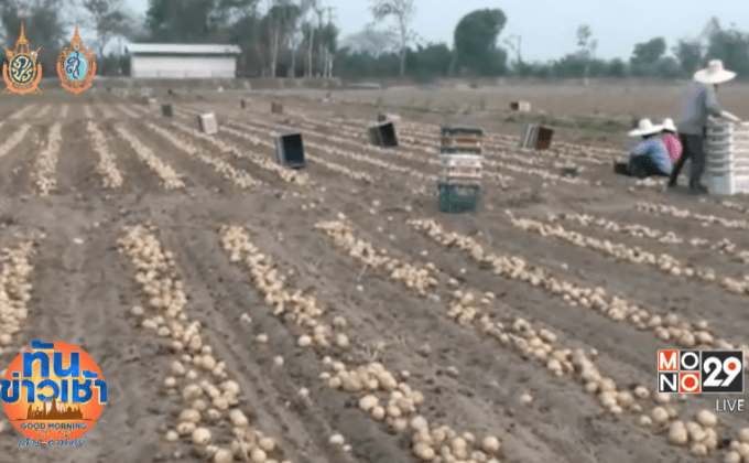 บ.ผลิตมันฝรั่ง ยอมจ่าย 15 ล. ชดเชยเกษตรกรพบพระ