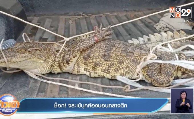 ช็อก! จระเข้บุกห้องนอนกลางดึก