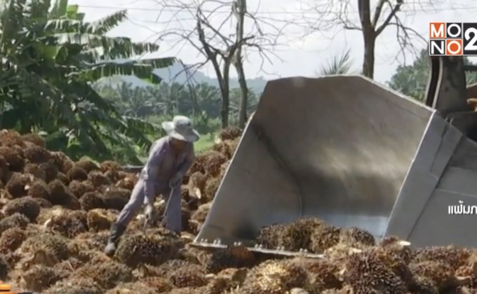 นายกฯ ดีใจราคาปาล์มสดปรับตัวสูงขึ้น