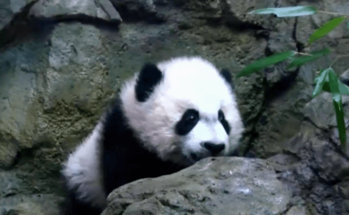 สวนสัตว์ในวอชิงตันเปิดตัวลูกแพนด้า