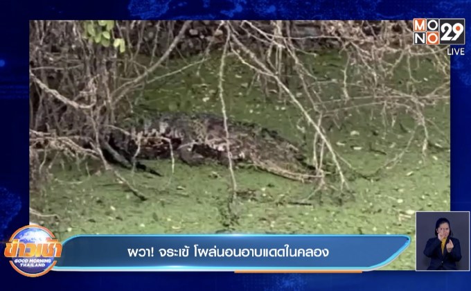 ผวา! จระเข้ โผล่นอนอาบแดดในคลอง