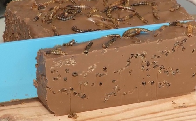 นักวิจัยเชื่อ “แมลง” คือแหล่งอาหารในอนาคต