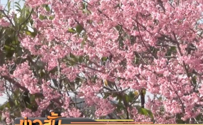 แห่ชม “ซากุระเมืองไทย” ภูลมโล