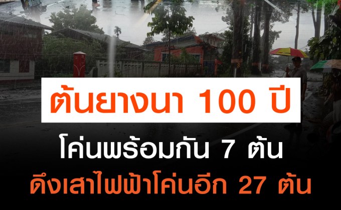 ต้นยางนาร้อยปีโค่นพร้อมกัน 7 ต้น ทับบ้านรถพังยับ ดึงเสาไฟฟ้าโค่นอีก 27 ต้น