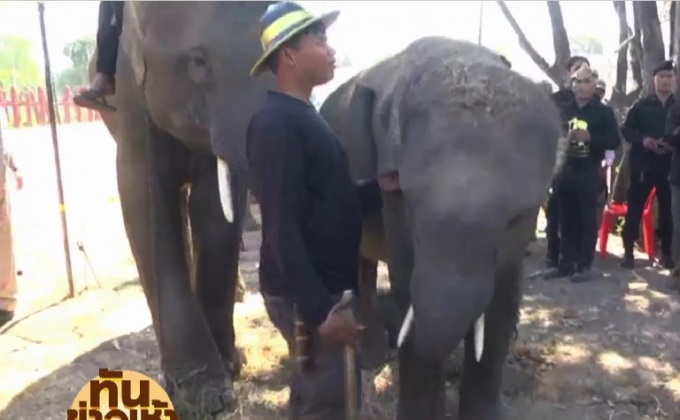 บุกตรวจช้าง 2 เชือก วังช้างอยุธยาแลเพนียด