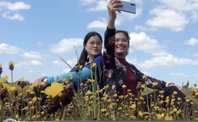 เที่ยวทุ่งกระดุมทอง ออกดอกบานสะพรั่ง