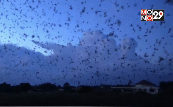 นกนับแสนตัวสร้างความฮือฮากับชาวบ้าน