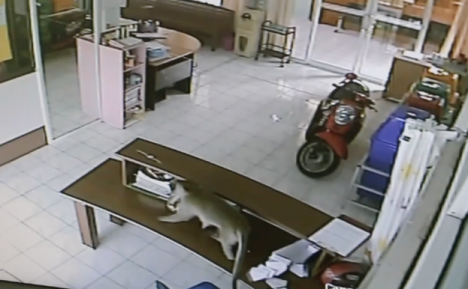 ฝูงลิง 50 ตัวป่วน รพ.สต.เกาะพลับพลา ราชบุรี