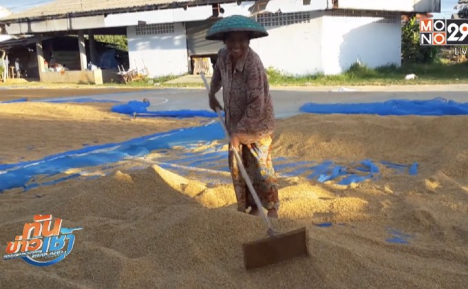 ชาวนาหลายจังหวัดภาคอีสานถูกขโมยข้าวเปลือก